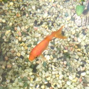 金魚のゼリーがかわいい。お中元や手土産に良さそう