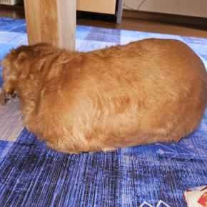 こん君のすねた理由