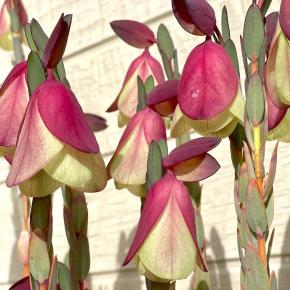 咲いた咲いた＊ピメレアピソディス