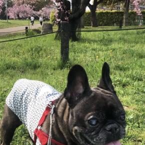 『ウチの子の事part5♪』（フレンチブルドッグの飼い主が作るフレンチブルドッグの為の服とレンジで作る犬用鶏むね肉チップス）