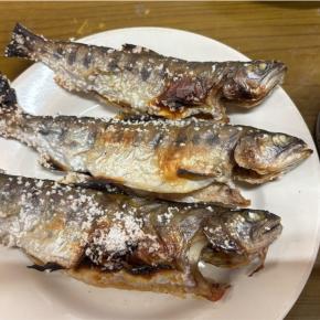 5月アマゴは鮎に勝る