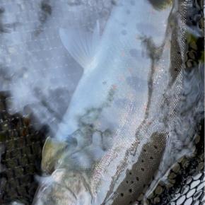 渓流釣りのニーリング炸裂