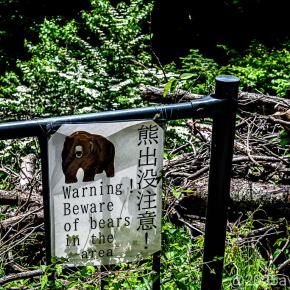 紅葉の廃線を今年は諦めた