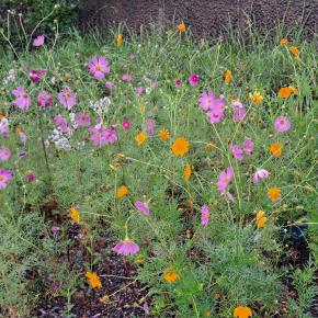 リハビリの日の私の息抜きは、友達とお出掛け… (((o(*ﾟ▽ﾟ*)o)))