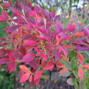 大好きな干し柿が完成しました (((o(*ﾟ▽ﾟ*)o)))