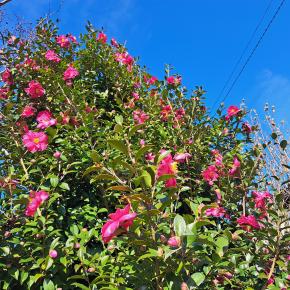 暖かい一日をクリスマス前にプレゼント (((o(*ﾟ▽ﾟ*)o)))