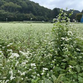 白い花が満開の蕎麦畑と秋の庭の花！
