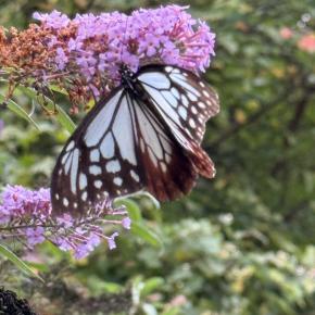 アサギマダラ再び！
