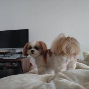 秘技、ペロペロ攻撃〜♪