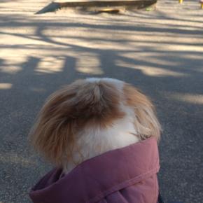 元旦から神社へ