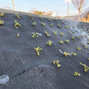240株の芝桜の植え付け完了
