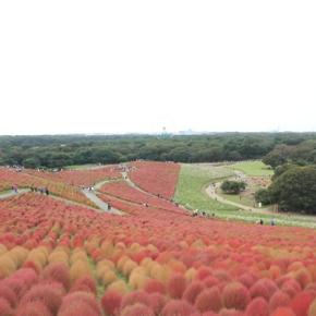 紅葉のコキアと笠間の栗