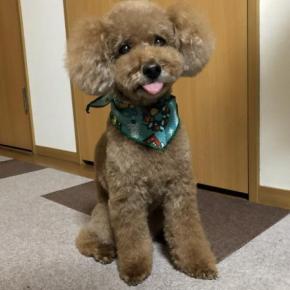 12月のトリミング♪ 2025