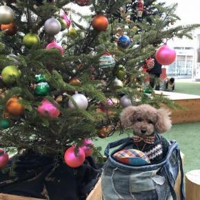 2025クリスマス 横浜へお出かけ（後編）