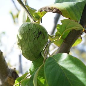 チェリモヤの剪定と昨シーズンの結果