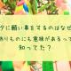 七夕に願い事をするのはなぜ？飾りにも意味があるって知ってた？