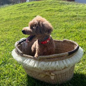 友達わんちゃんとお散歩へ お互いの籠で撮影会