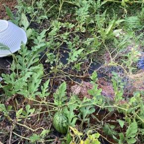 まだまだ頑張るスイカとカボチャ！