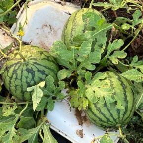 終わり間近のスイカ！まだゴーヤが！