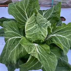 連日の霜でダメージ！白菜、茎ブロッコリー、キャベツ！