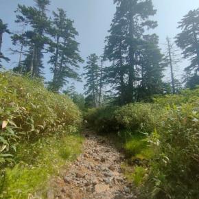 【2024/7/20】大雪山国立公園・旭岳情報(姿見駅周りを大きく一周①)