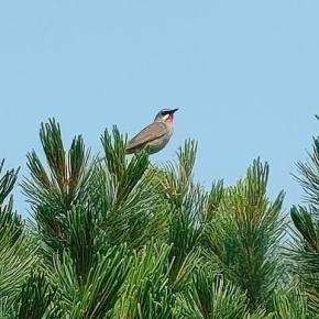 【2024/7/21】大雪山国立公園・旭岳情報(姿見駅周りを大きく一周②)