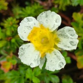 【2024/7/12】大雪山国立公園・旭岳情報