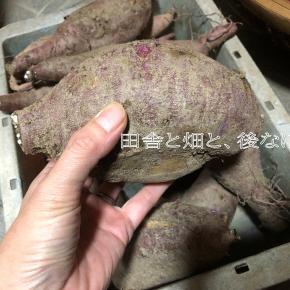 肥えなし、薬なしでも大きく収穫できるサツマイモ。大先輩から教わる理想的な栽培環境とは