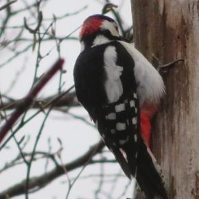 アカゲラはなんでも叩く？！🐥十勝の自然