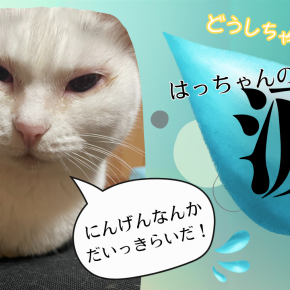 はっちゃんの涙