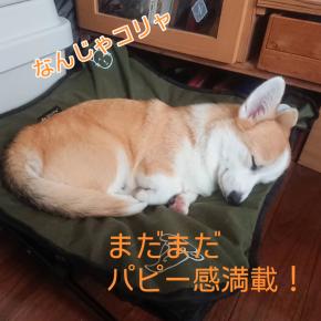 まだまだパピー_2025/07/11インスタ