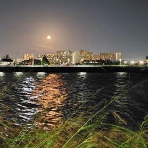 山茶始開 ＆ 草と奮闘する