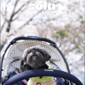 2025春・solaとBaby怪獣の桜前編・ペッ！ってしたら脳内劇場
