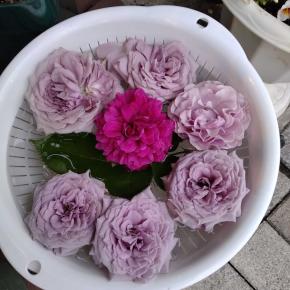 退院 (spO2 92 / 鈴木夕子先生)