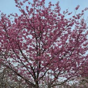 鬼怒川温泉でキャンプ 2025.04.19～04.20 （その2）