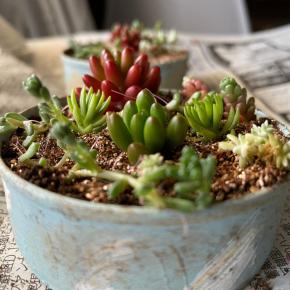 ちまちま寄せに憧れて！迎えた多肉ちゃんとDIYリメイク缶の狭間で