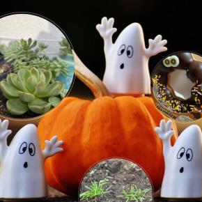 ニンジン発芽！ 多肉植物も放置で元気な秋のマイガーデン