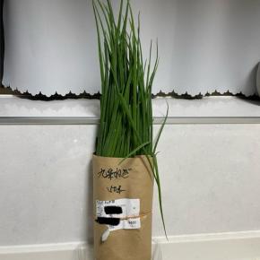 初めての九条ネギ栽培に挑戦