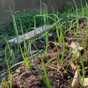 ネギが元気ない!? YouTubeで学んだ“神ワザ”で一気にシャキーン！