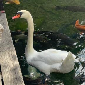 東京エレクトロンから配当528円！2株でも“高配当”を実感