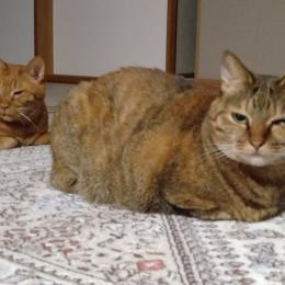 三が日の過ごし方は人それぞれ…何にも縛られないお正月を満喫中のアラカン女子の現実！(❁´◡`❁)