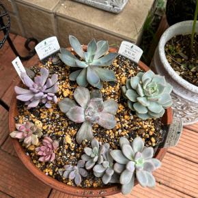 薄氷バラバラ事件