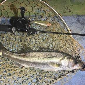 釣りのこと シーバス