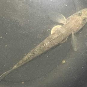 釣りのこと マゴチ