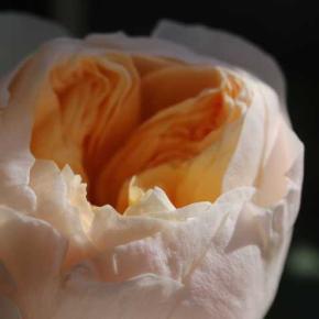 今咲いているバラ リベルラ