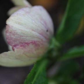 今年初めてのクリスマスローズ 今咲いているバラ アンブリッジローズ