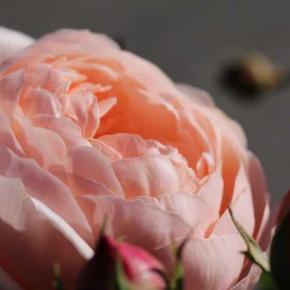 今咲いているバラ クロードモネ かおりかざり