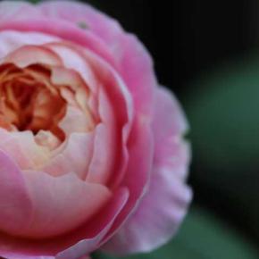 今咲いているバラ ボレロ アンブリッジローズ