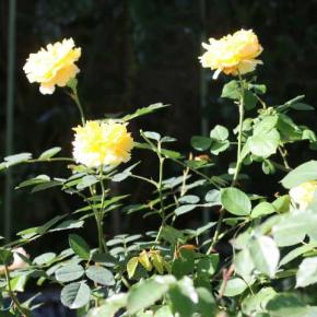 新年おめでとうございます