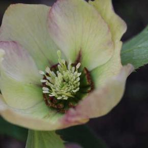 クリスマスローズが遅れてます・・・